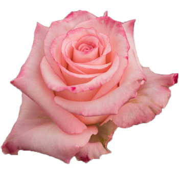 Close-up of La Vie En Light Pink Rose in full bloom, featuring soft pink petals with deep pink-tipped edges.