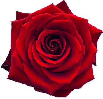 Lady in Red Rose with velvety crimson petals and a symmetrical bloom, perfect for weddings, Valentine’s Day, and luxurious floral arrangements.