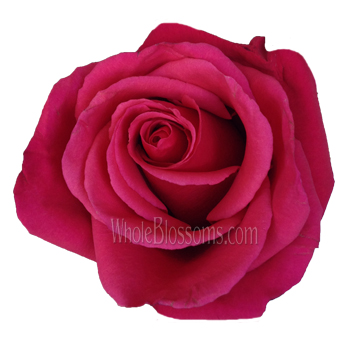 Close-up of Latin Cherry Dark Red Rose showcasing velvety cherry-red petals with a symmetrical bloom, ideal for weddings and romantic floral arrangements.