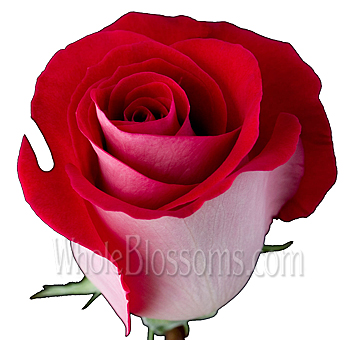 Latin Lady Red Rose Bicolor with white petals and bold red edges, ideal for weddings, romantic occasions, and sophisticated floral designs.