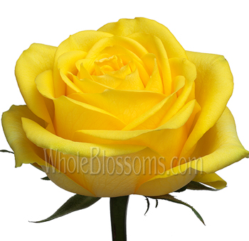Side view of a Latina Yellow Rose in bloom, highlighting its bright yellow hue.