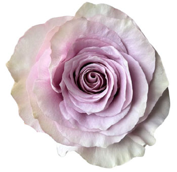 Alora Lavender Rose with soft lavender petals, perfect for weddings, events, and elegant floral arrangements from Whole Blossoms.