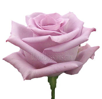 Blue Bird Lavender Roses with soft lavender petals and blue undertones, perfect for weddings, anniversaries, and sophisticated floral arrangements.