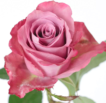Close-up of a Piacere Lavender Rose with soft lilac petals and deep mauve edges.