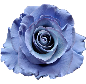 Dyed Lavender Rose featuring deep purple tones with intricate petal details.