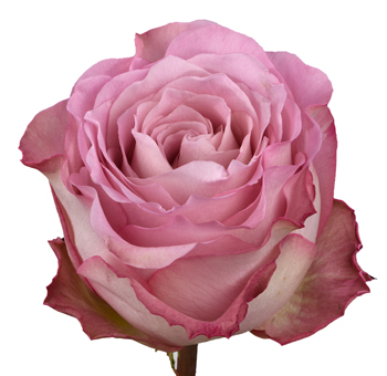 Close-up of Ginette Lavender Rose in full bloom with soft lavender petals and ruffled edges.
