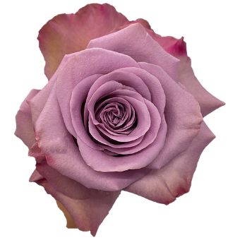 Govinda Lavender Rose with soft lavender petals and mauve undertones, ideal for weddings, romantic events, and elegant floral arrangements.