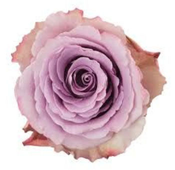 Grey Knights Lavender Roses with soft lavender petals and grey undertones, perfect for weddings, anniversaries, and upscale floral arrangements.