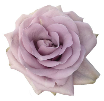 Side view of Mignon Lavender Rose showcasing its delicate ruffled texture and lavender hue.