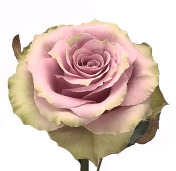 Old Dutch Lavender Rose in full bloom, featuring soft lavender petals with green-tinged edges.