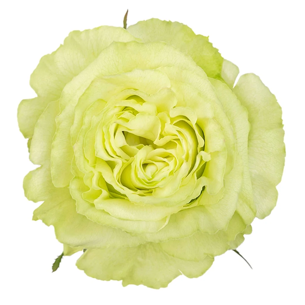 Wholesale Lemonade Green Roses with delicate green petals, long stems, and lasting freshness for romantic weddings and luxury floral designs.