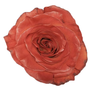 Leonidas Dyed Rose with velvety petals, displaying a rich, autumnal color palette.