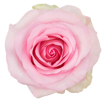 Overhead view of a fully bloomed Nena Light Pink Rose showcasing its delicate layers.