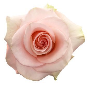 Close-up of Blessing Light Pink Rose in full bloom, showcasing delicate pastel pink petals.