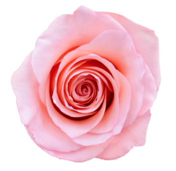 Close-up of Cielo Light Pink Rose in full bloom, showcasing delicate pastel pink petals.