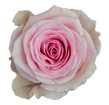 Close-up of Duchesse Light Pink Rose in full bloom, featuring soft blush petals.