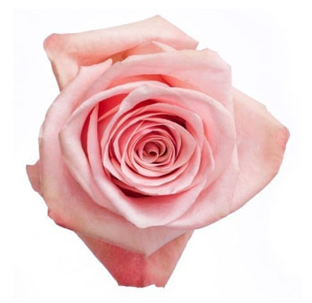 Close-up of Havana Light Pink Rose in full bloom, featuring soft pink petals with peach undertones.