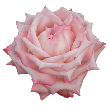 Close-up of Joyce Light Pink Rose in full bloom, featuring soft blush petals and a cream center.