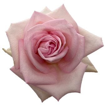 Close-up of Lady Katherine Light Pink Rose in full bloom, featuring soft pink petals and a unique star-shaped form.