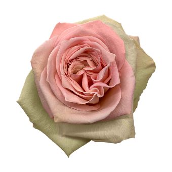Close-up of Sweet Elegance Light Pink Rose in full bloom, featuring soft pink petals with a creamy ivory base.
