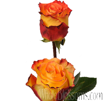 Two fresh-cut Lina Bicolor Yellow Roses with fiery red tips, placed in a floral arrangement.