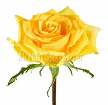 Close-up of Lindsey Yellow Rose in full bloom with bright golden petals and a classic spiral center.