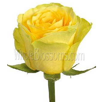 Ilios Yellow Rose with vibrant yellow petals and a classic bloom shape, ideal for joyful floral arrangements, weddings, and bulk flower designs.