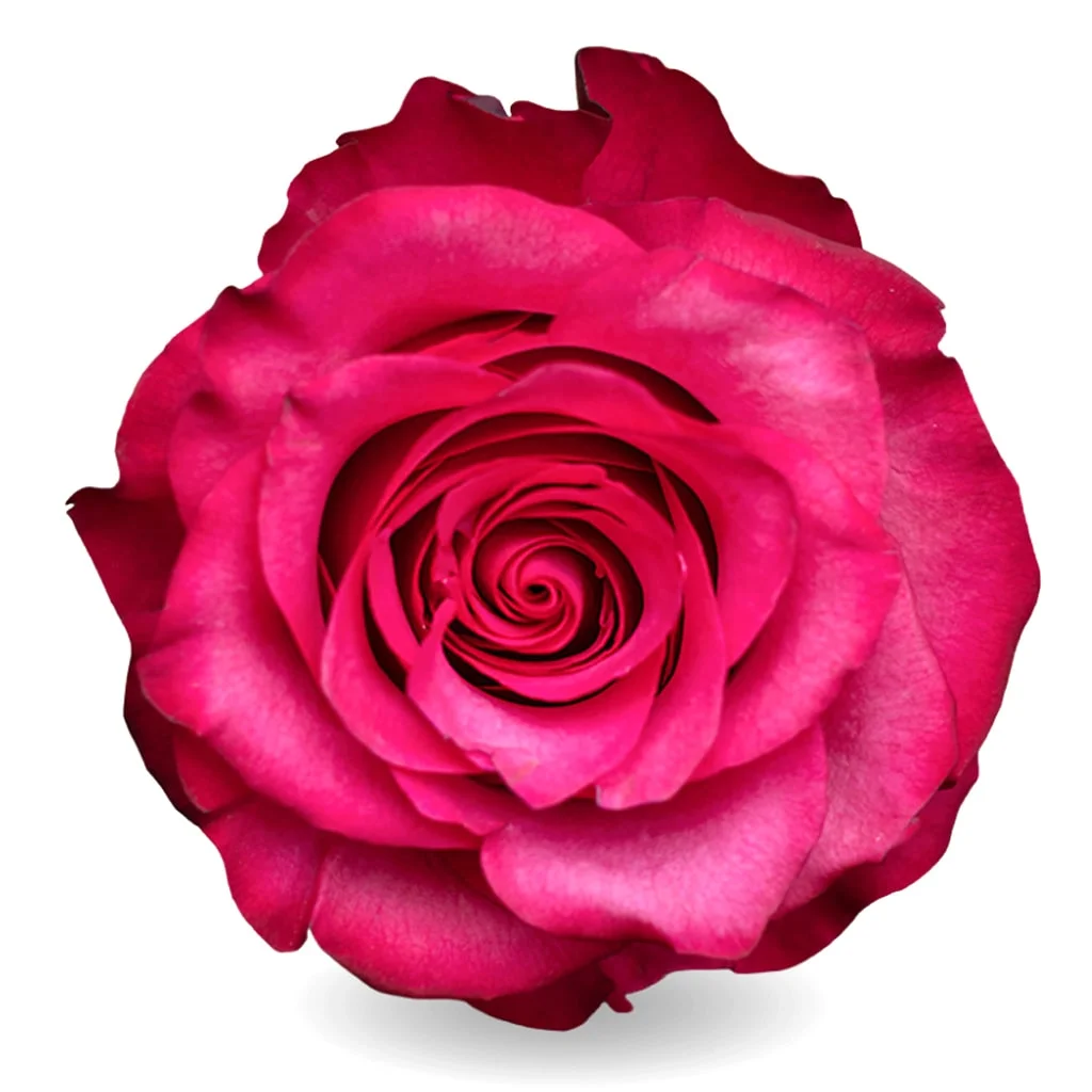 Lola Hot Pink Roses with vibrant petals and long stems, shipped in bulk for weddings, bridal bouquets, and elegant event floral arrangements.