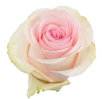 Close-up of a fully bloomed Lorraine Biological Rose with soft blush pink petals and a creamy ivory base.