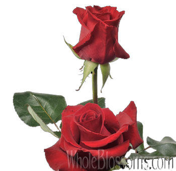 Love Story Red Rose with velvety crimson petals and long stems, ideal for weddings, romantic occasions, and sophisticated floral arrangements.