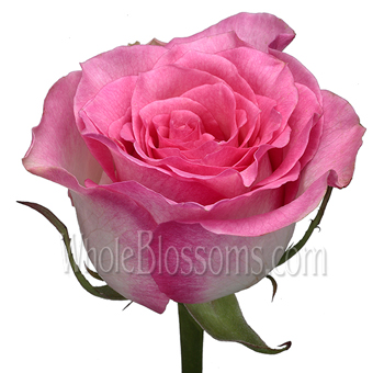 Close-up of Malibu Pink Biological Rose in full bloom, showcasing deep pink petals with soft white and bi-color edges.