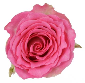 Close-up of the Malibu Pink Rose with ruffled, fuchsia-colored petals.