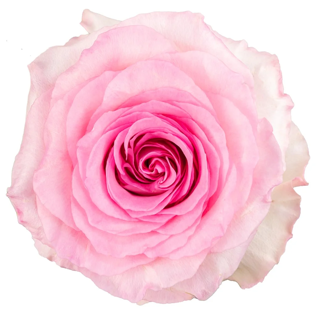 Mandala Pink Roses with rich, vibrant pink petals and large blooms, perfect for romantic wedding bouquets and premium floral arrangements in bulk.