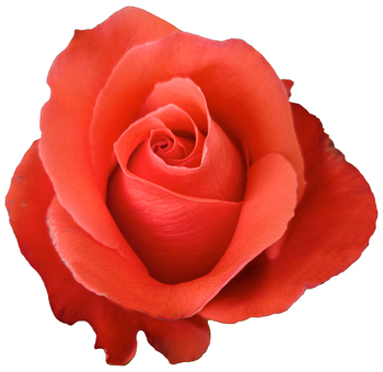 Close-up of Manitou Orange Rose in full bloom, featuring vibrant orange petals and a classic spiral shape.