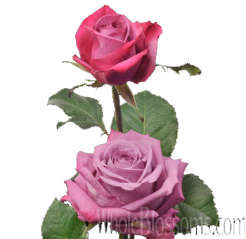 A bouquet of fresh-cut Maritim Lavender Roses, elegantly arranged with lush green foliage.