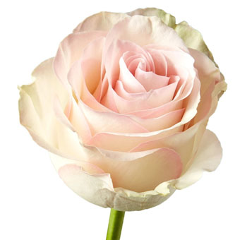 Close-up of Marzipan Light Pink Rose in full bloom, featuring soft blush petals with creamy white edges.