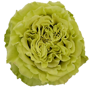 Close-up of Matcha Green Rose in full bloom, featuring intricate ruffled petals in a soft green hue.
