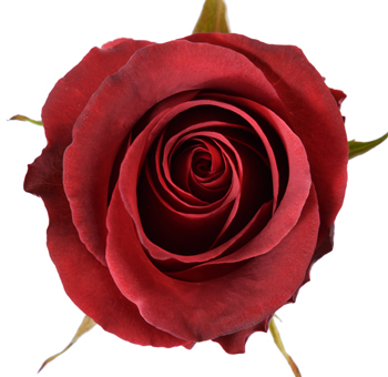 Close-up view of Matilda Red Rose showcasing its velvety crimson petals and perfectly layered bloom, ideal for weddings and luxurious floral designs.