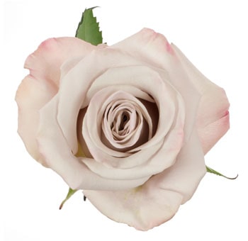 Lavender Menta Biological Roses with lavender and silver hues, eco-friendly, elegant petals, and long-lasting blooms. Ideal for weddings and romantic events.