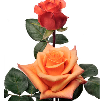 Close-up of Milva Orange Rose in full bloom, showcasing rich tangerine petals and velvety texture.