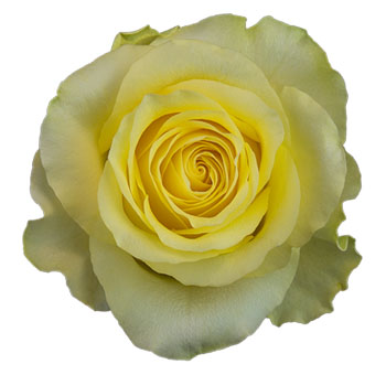 Close-up of Minion Rose in full bloom, showcasing golden-yellow petals and soft ruffled texture.