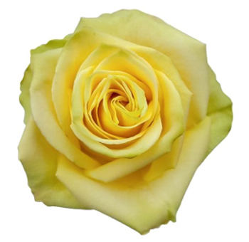 Close-up of Mint Rose in full bloom, showcasing soft yellow-green petals and a classic spiral shape.