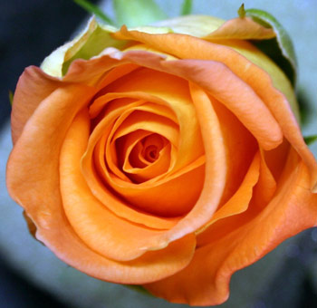 Fully opened Mint Rose displaying intricate petal layers with hints of green and yellow.