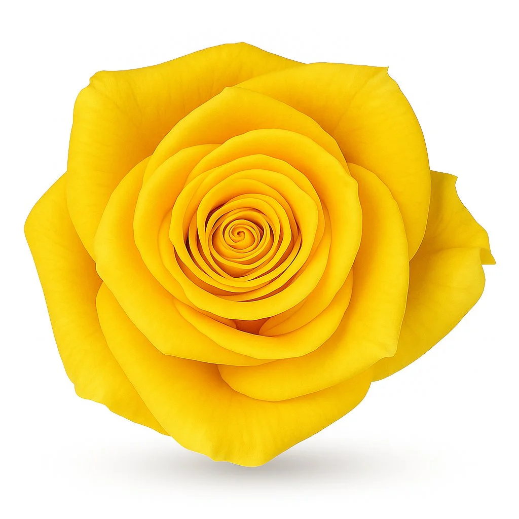 Momentum Yellow Rose in bloom, ideal for wholesale flower arrangements, weddings, events, and premium floral gifts from Whole Blossoms.