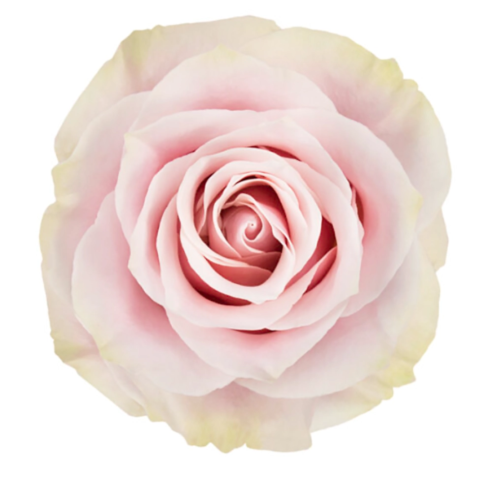 Close-up of a Pink Mondial Biological Rose showcasing its soft pink petals with green accents.