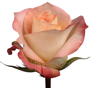 Close-up of Monina del Bard Orangey Peach Rose in full bloom, showcasing soft peach petals with coral-tinged edges.