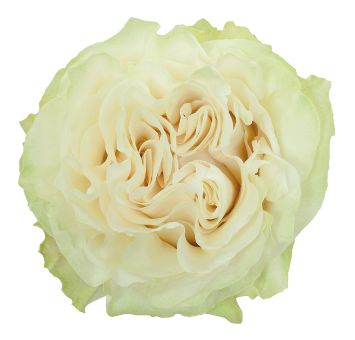 Close-up of Moonstone Garden Rose in full bloom, featuring soft ivory petals with green accents.