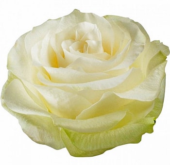 Close-up of Moonstone Biological Rose in full bloom, featuring creamy white petals with soft green undertones.