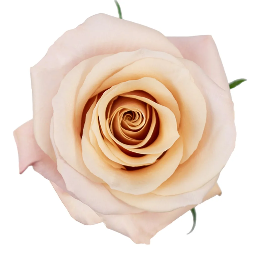 Close-up of Mother of Pearl Light Pink Rose in full bloom, showcasing soft blush and peach-toned petals.
