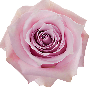 Close-up of Nautica Pink Rose in full bloom, showcasing its delicate lavender-pink petals.